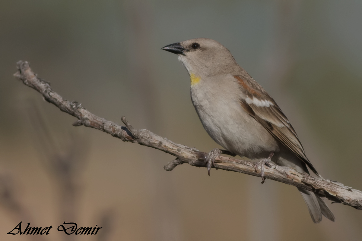 Yellow-throated Sparrow